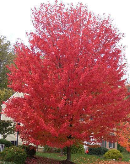 Red Sunset Maple Trees Awesome Free SHIP