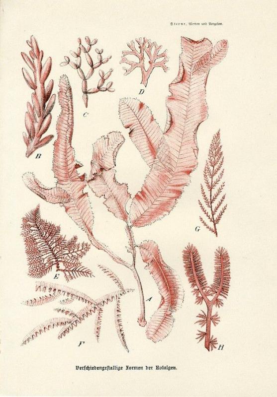 1890 Algae Seaweeds Antique Lithograph Print C Sterne