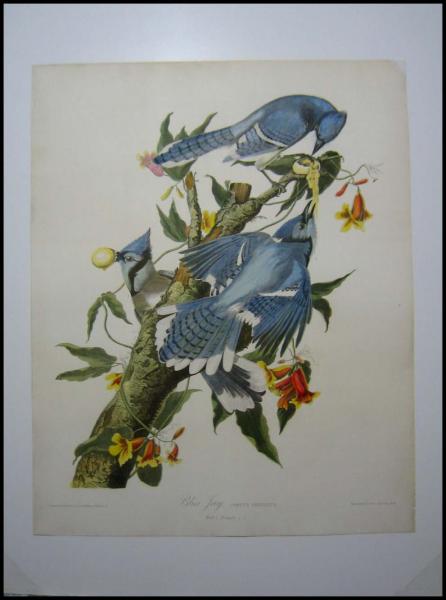 1859 Original Audubon Bien Blue Jay Bird Print of Plate 231 Excellent 