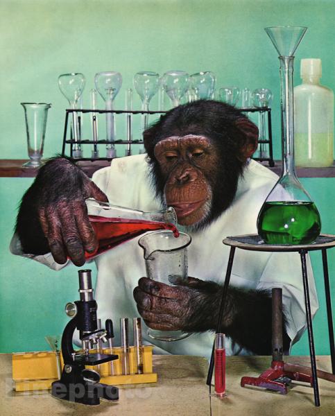 1959 MONKEY HUMOR Chimpanzee SCIENTIST Microscope Lab Doctor Animal Photo  Art | eBay