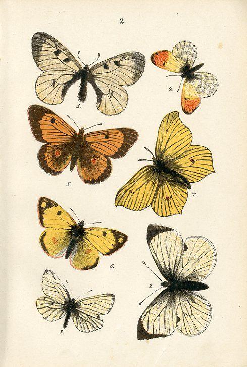 1887 Hoffmann Butterfly Butterflies Antique Chromolithograph Print