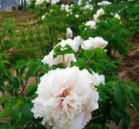 Late White  Flower China's Peony Seeds Paeonia suffruticosa Tree DIY Garden