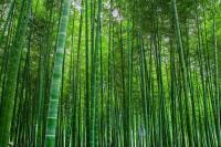 100pcs graines Pourpre Géant En Bambou Dendrocalamus Strictus Arbre Jardin Décor