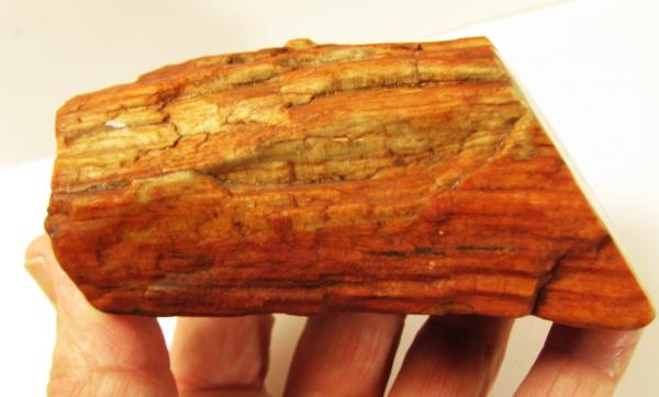 Petrified Wood Specimen 1.5 Lbs