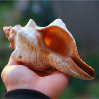 Natural Tutufa Rubeta Conch Shells Coral Sea Snail 1 Home Ornament Fish x I4S9